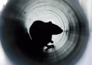 rat crawling through pipes